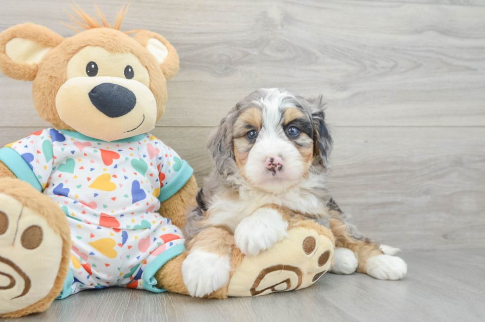 7 week old Mini Bernedoodle Puppy For Sale - Puppy Love PR