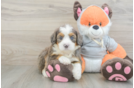 Mini Bernedoodle Puppy for Adoption
