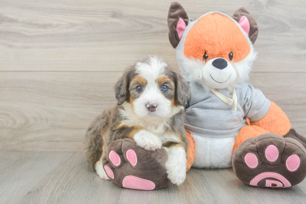 Mini Bernedoodle Puppy for Adoption