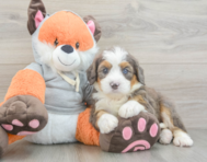 7 week old Mini Bernedoodle Puppy For Sale - Puppy Love PR