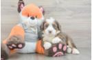 Mini Bernedoodle Pup Being Cute