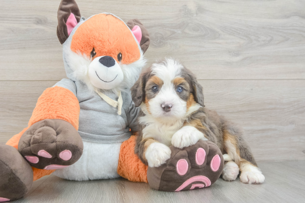 Mini Bernedoodle Pup Being Cute