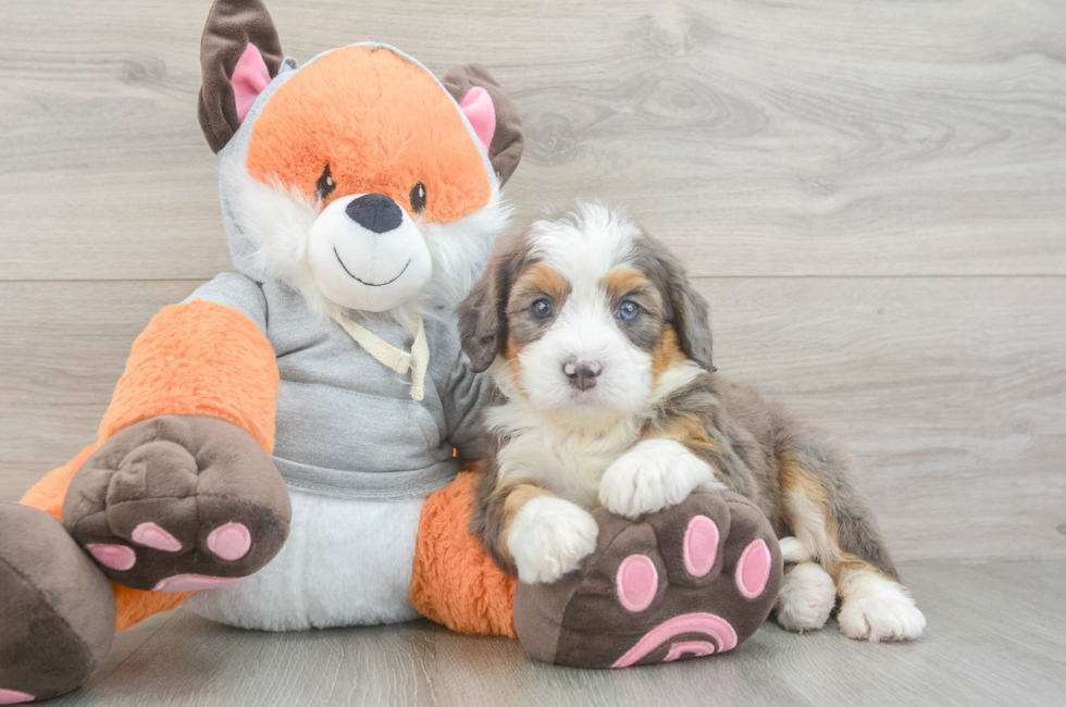5 week old Mini Bernedoodle Puppy For Sale - Puppy Love PR