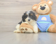 6 week old Mini Bernedoodle Puppy For Sale - Puppy Love PR