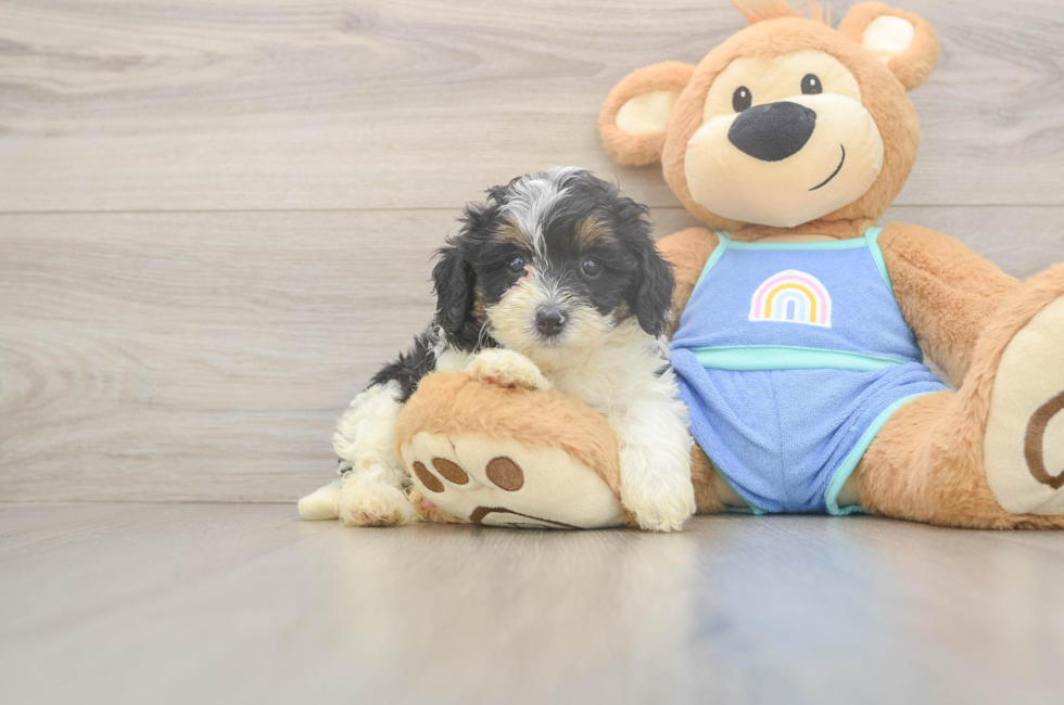 5 week old Mini Bernedoodle Puppy For Sale - Puppy Love PR