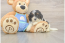 Smart Mini Bernedoodle Poodle Mix Pup