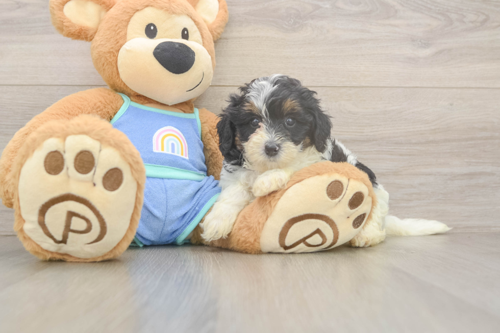 Smart Mini Bernedoodle Poodle Mix Pup