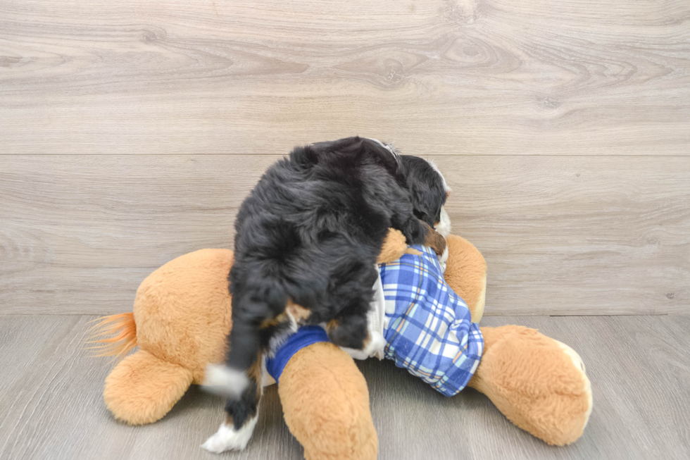 Small Mini Bernedoodle Baby