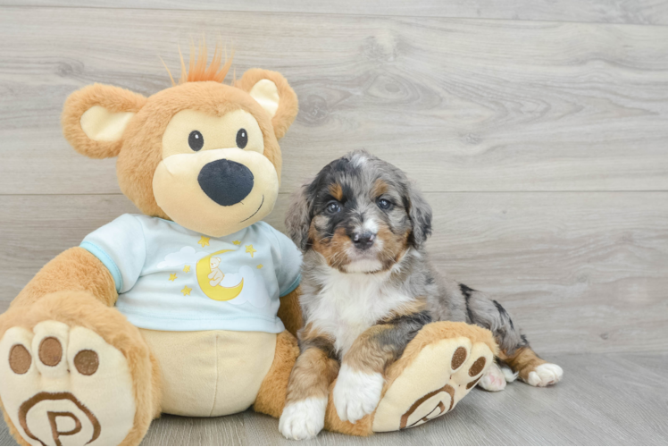 Meet Cartman - our Mini Bernedoodle Puppy Photo 1/3 - Puppy Love PR Little Mini Bernepoo Poodle Mix Puppy