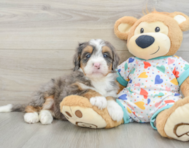 8 week old Mini Bernedoodle Puppy For Sale - Puppy Love PR