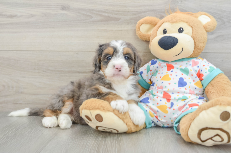 7 week old Mini Bernedoodle Puppy For Sale - Puppy Love PR