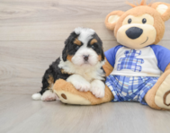 5 week old Mini Bernedoodle Puppy For Sale - Puppy Love PR