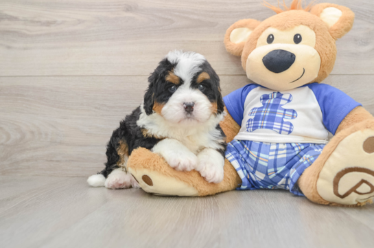 Adorable Mini Bernesedoodle Poodle Mix Puppy