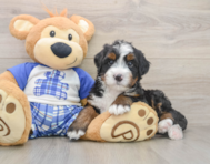 6 week old Mini Bernedoodle Puppy For Sale - Puppy Love PR