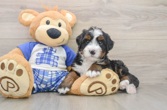 Energetic Mini Bernadoodle Poodle Mix Puppy