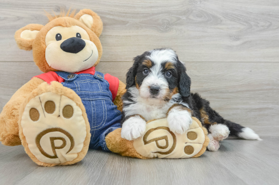 5 week old Mini Bernedoodle Puppy For Sale - Puppy Love PR