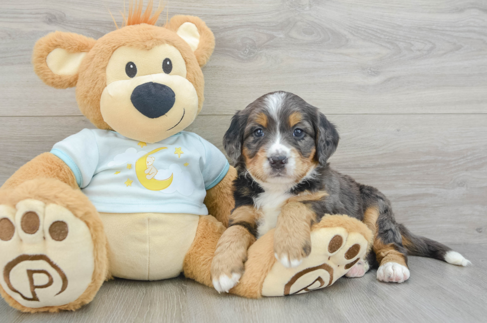 8 week old Mini Bernedoodle Puppy For Sale - Puppy Love PR