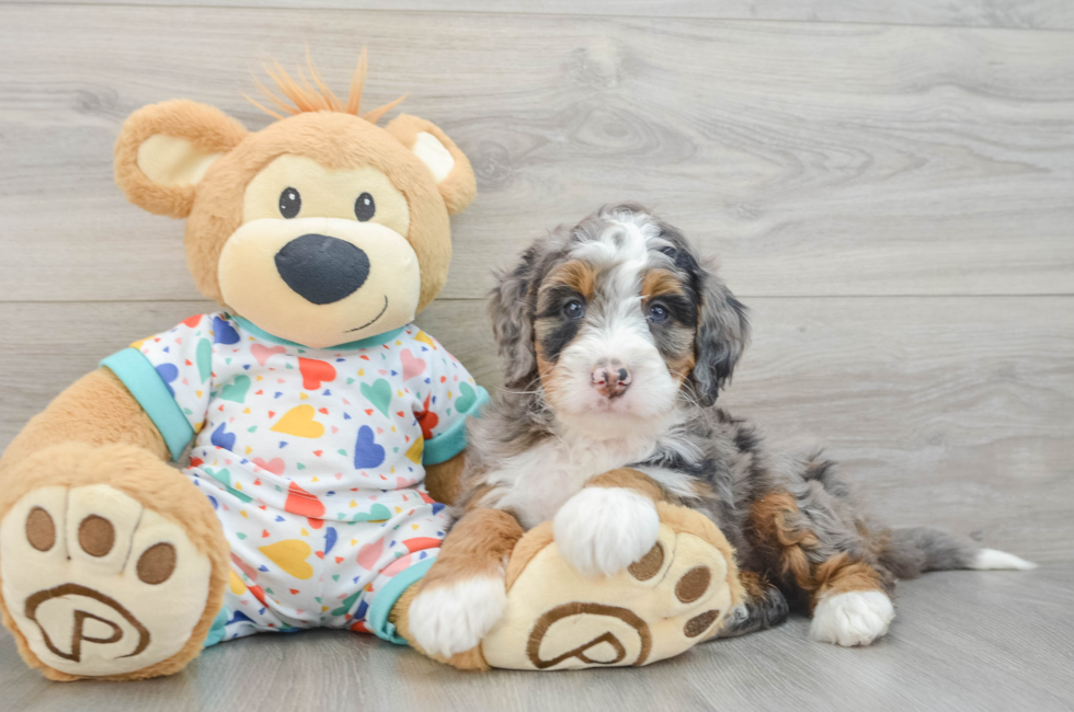 7 week old Mini Bernedoodle Puppy For Sale - Puppy Love PR