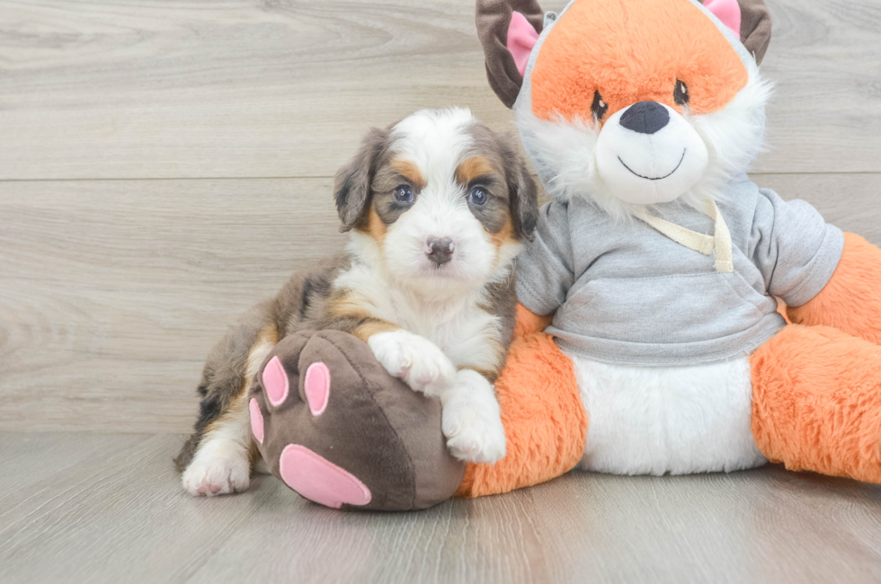 5 week old Mini Bernedoodle Puppy For Sale - Puppy Love PR