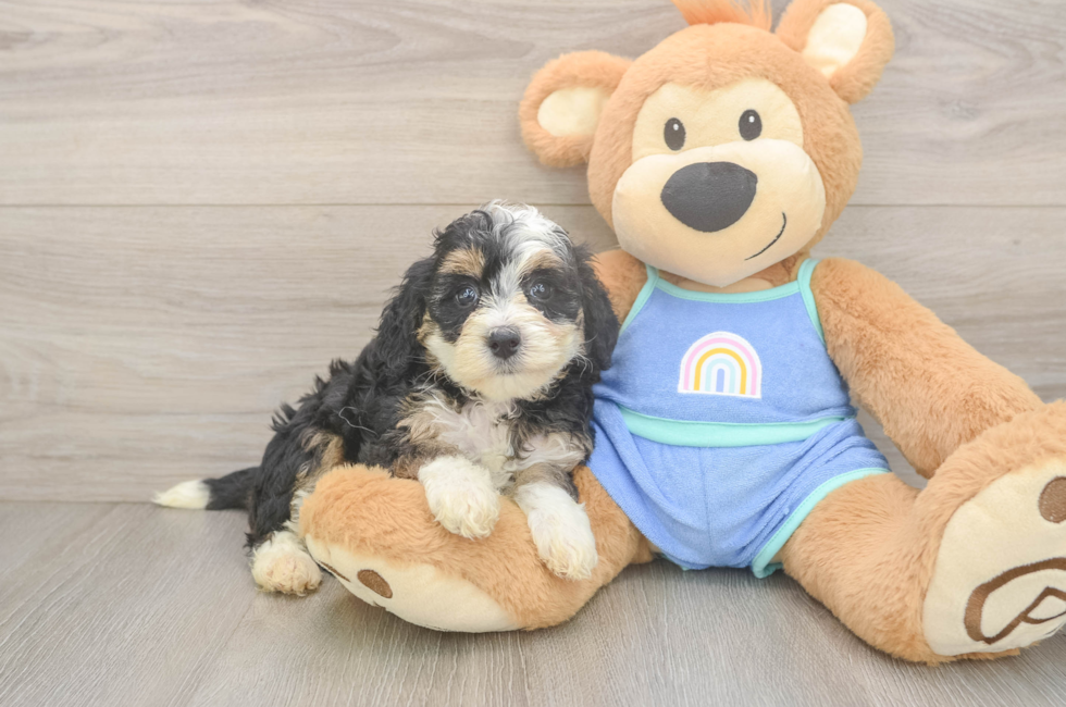 5 week old Mini Bernedoodle Puppy For Sale - Puppy Love PR