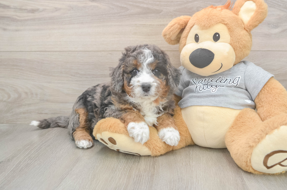 5 week old Mini Bernedoodle Puppy For Sale - Puppy Love PR