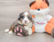 6 week old Mini Bernedoodle Puppy For Sale - Puppy Love PR