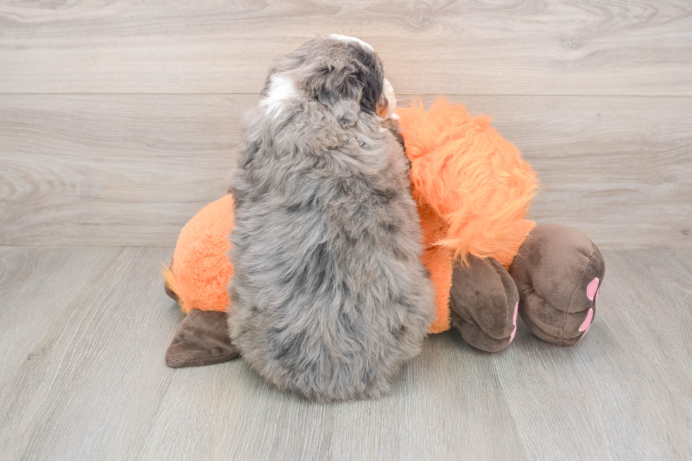 Best Mini Bernedoodle Baby