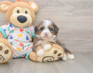 6 week old Mini Bernedoodle Puppy For Sale - Puppy Love PR