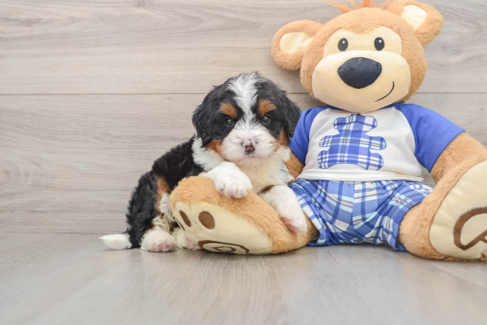Little Mini Bernesedoodle Poodle Mix Puppy