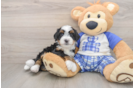 Mini Bernedoodle Pup Being Cute
