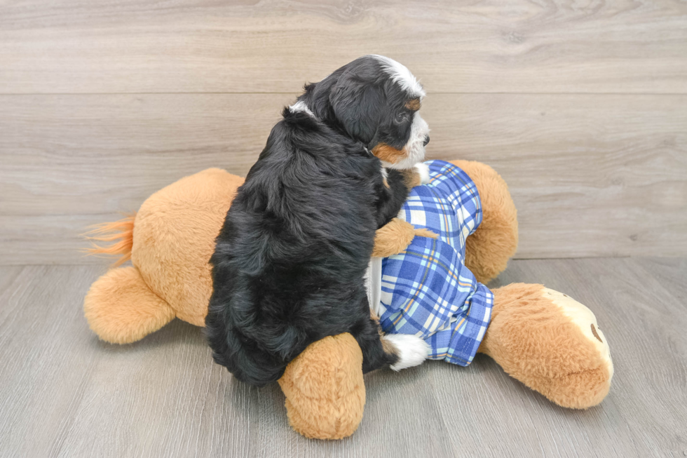 Adorable Mini Bernepoo Poodle Mix Puppy