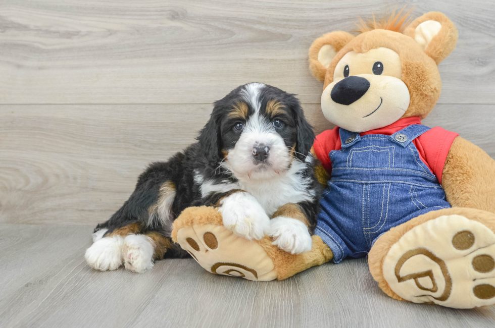 5 week old Mini Bernedoodle Puppy For Sale - Puppy Love PR