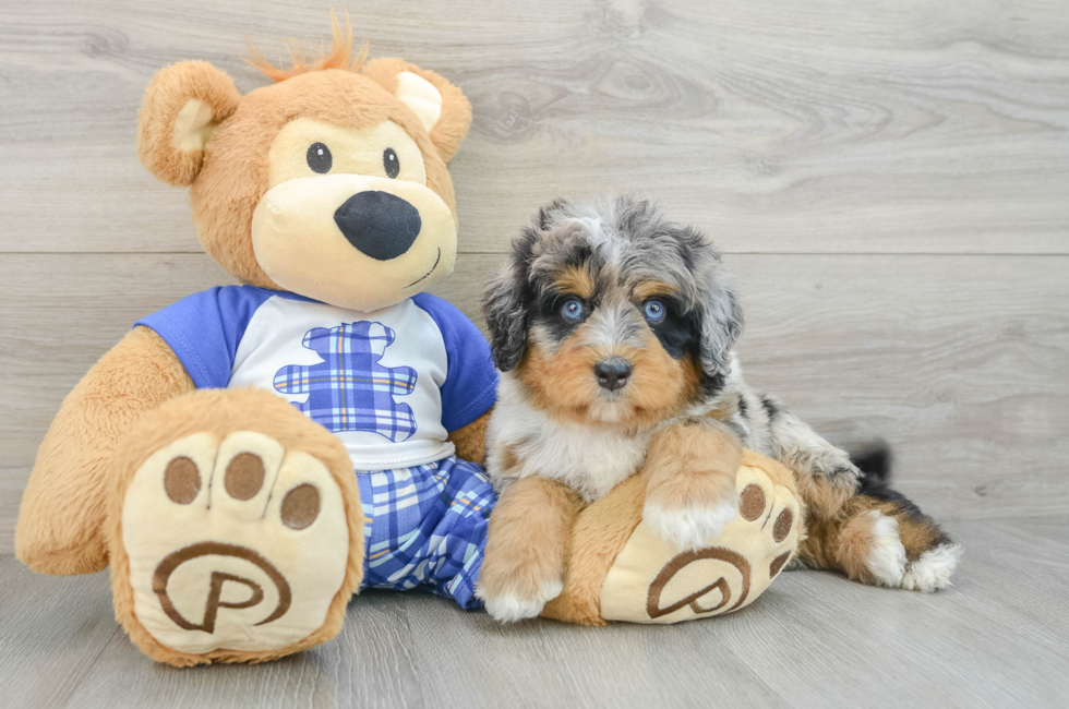 6 week old Mini Bernedoodle Puppy For Sale - Puppy Love PR