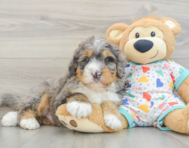 8 week old Mini Bernedoodle Puppy For Sale - Puppy Love PR