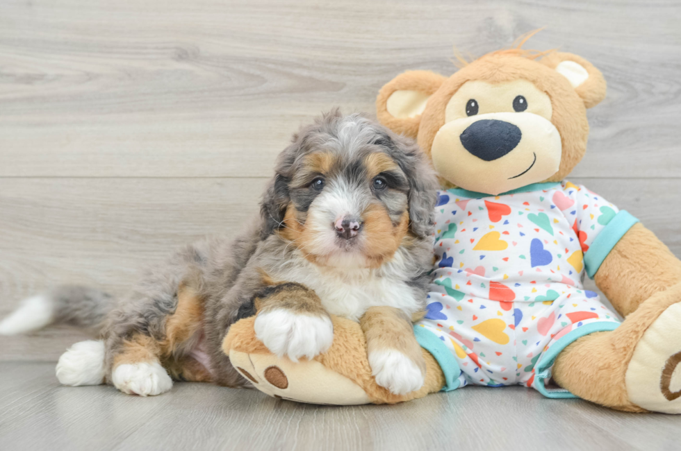 7 week old Mini Bernedoodle Puppy For Sale - Puppy Love PR