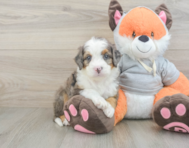 7 week old Mini Bernedoodle Puppy For Sale - Puppy Love PR