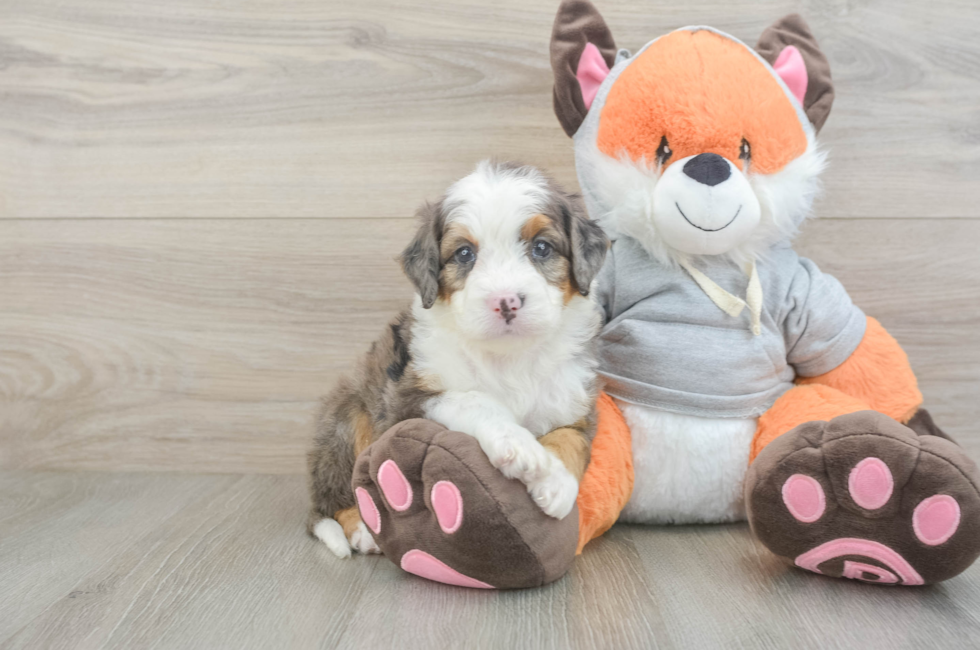 5 week old Mini Bernedoodle Puppy For Sale - Puppy Love PR