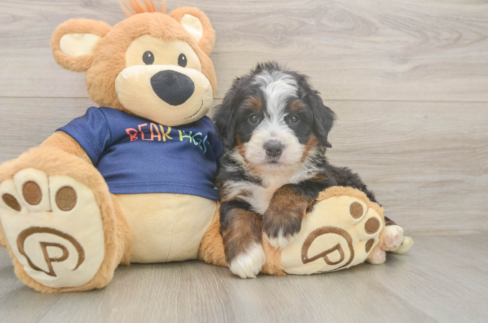 5 week old Mini Bernedoodle Puppy For Sale - Puppy Love PR