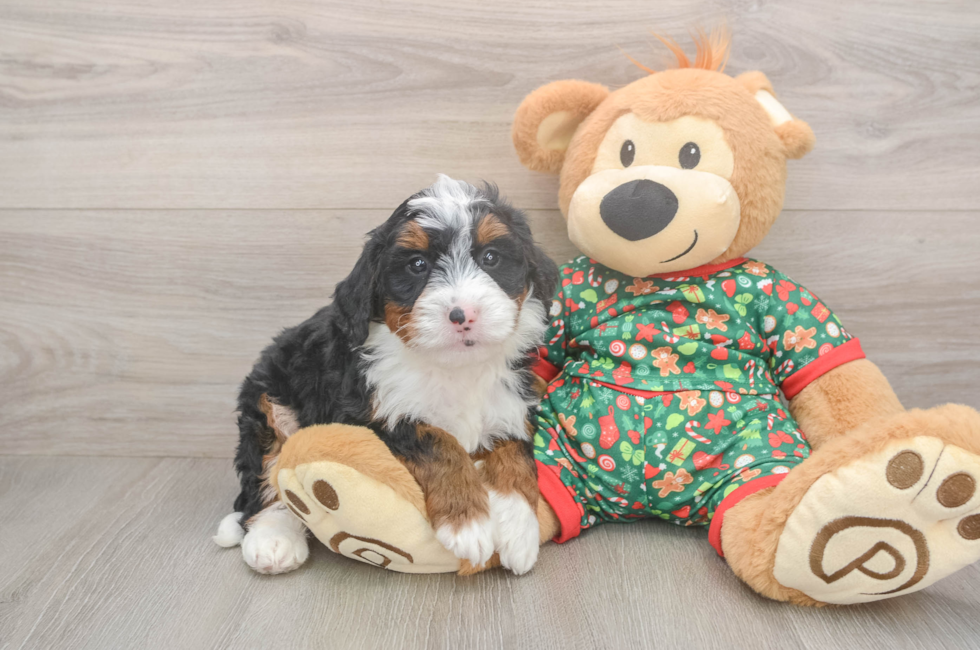5 week old Mini Bernedoodle Puppy For Sale - Puppy Love PR
