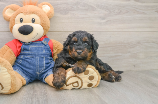 Mini Bernedoodle Pup Being Cute