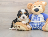 5 week old Mini Bernedoodle Puppy For Sale - Puppy Love PR