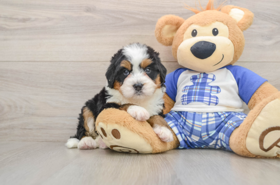 Adorable Mini Bernadoodle Poodle Mix Puppy