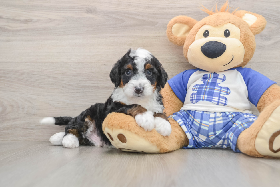 Mini Bernedoodle Puppy for Adoption