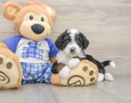 6 week old Mini Bernedoodle Puppy For Sale - Puppy Love PR