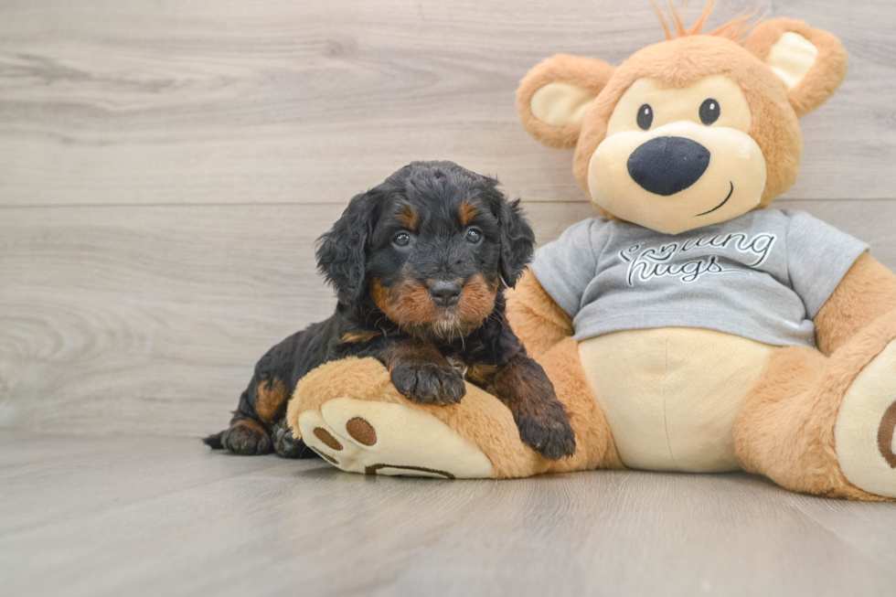 Mini Bernedoodle Pup Being Cute