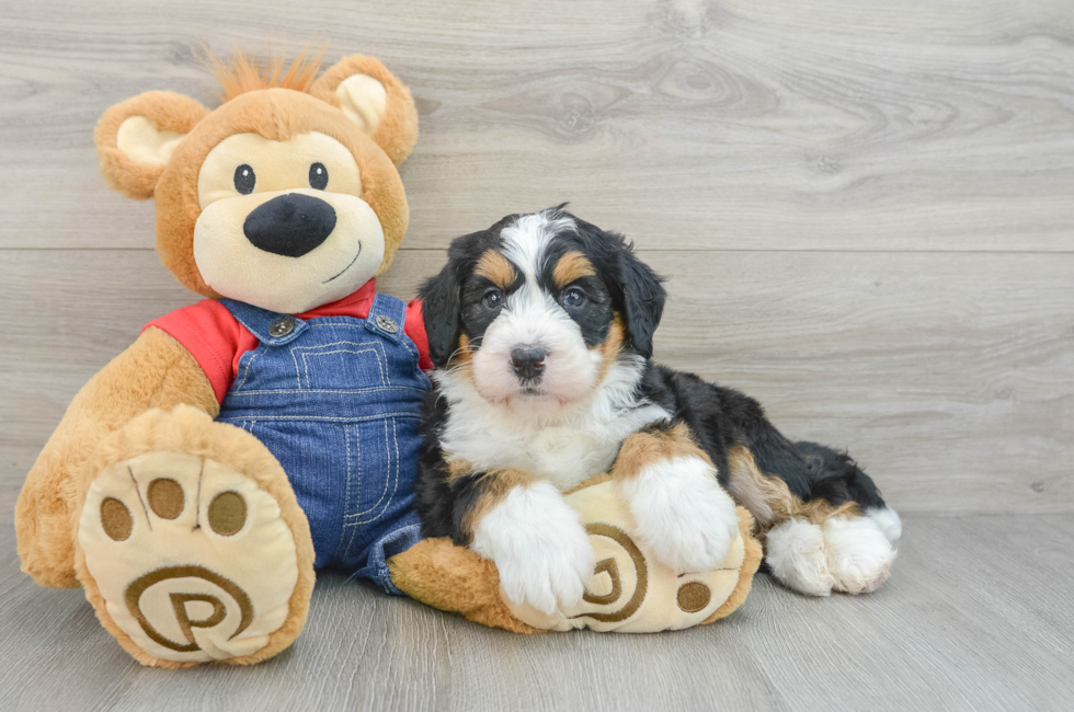 5 week old Mini Bernedoodle Puppy For Sale - Puppy Love PR