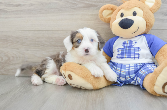 Smart Mini Bernedoodle Poodle Mix Pup