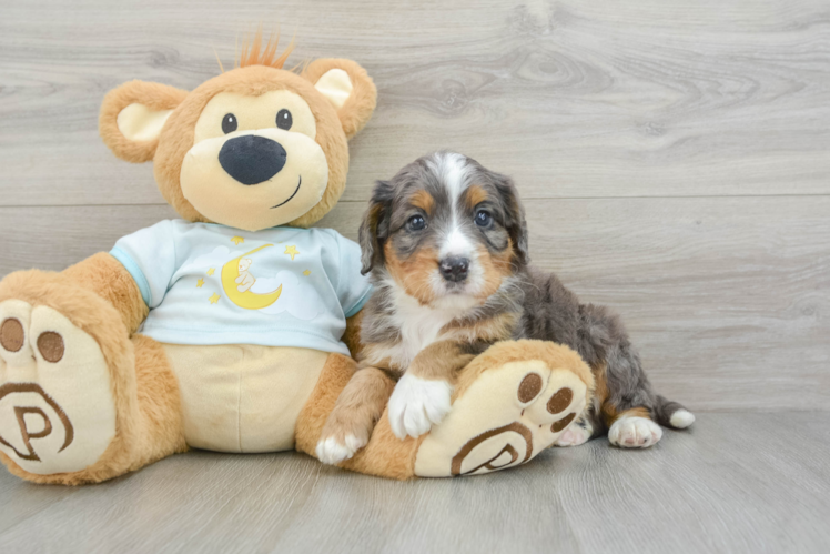 Meet Chief - our Mini Bernedoodle Puppy Photo 1/3 - Puppy Love PR Popular Mini Bernedoodle Poodle Mix Pup
