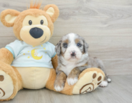 6 week old Mini Bernedoodle Puppy For Sale - Puppy Love PR