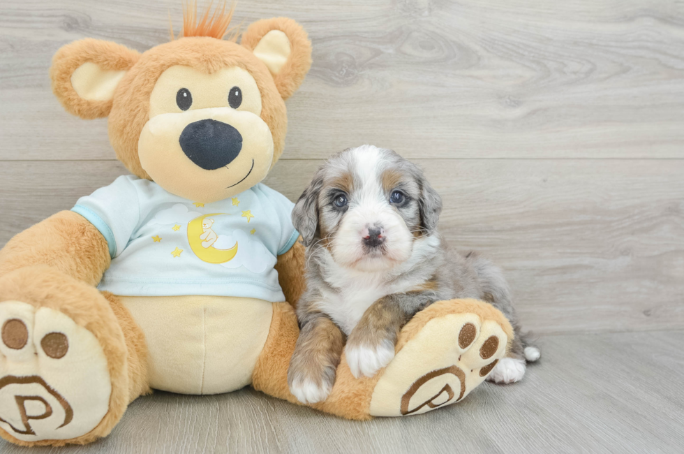 6 week old Mini Bernedoodle Puppy For Sale - Puppy Love PR